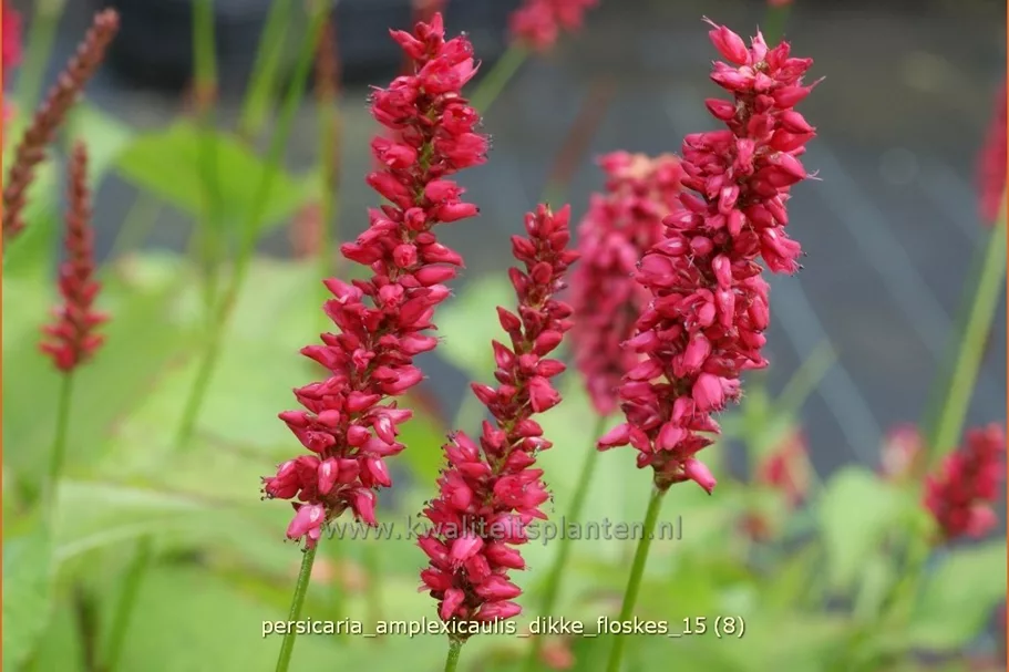 Persicaria amplexicaulis 'Dikke Floskes'