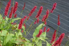 Persicaria amplexicaulis 'Dikke Floskes'