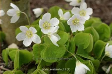 Oxalis acetosella