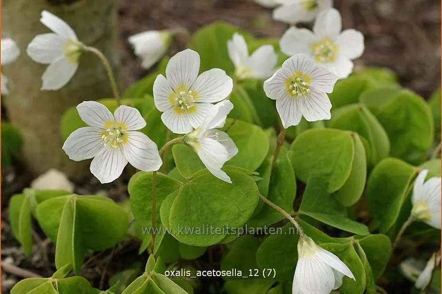 Oxalis acetosella