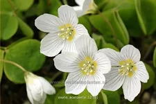 Oxalis acetosella
