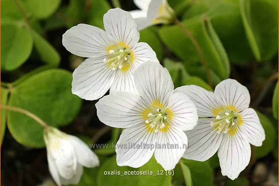 Oxalis acetosella