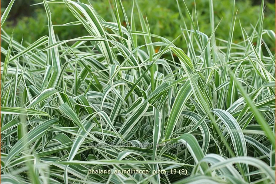 Phalaris arundinacea 'Picta'
