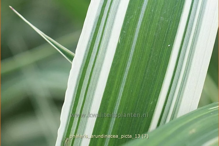 Phalaris arundinacea 'Picta'
