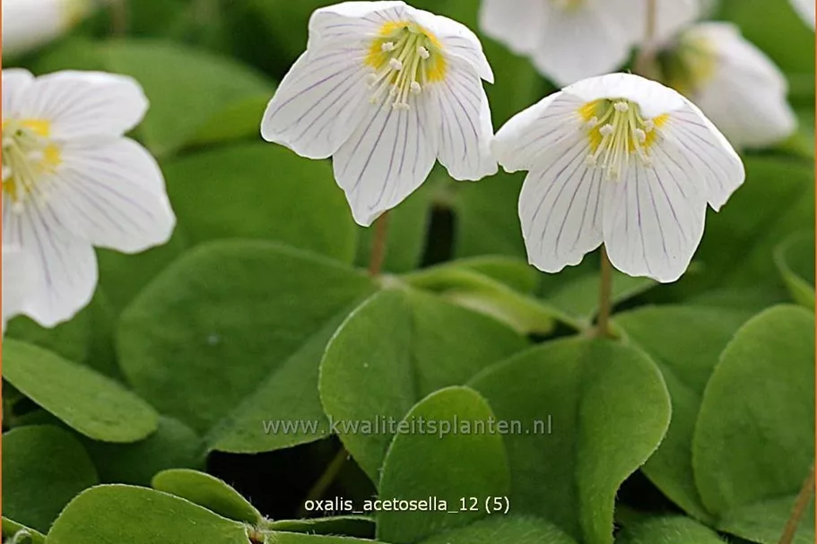 Oxalis acetosella