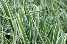 Phalaris arundinacea 'Picta'
