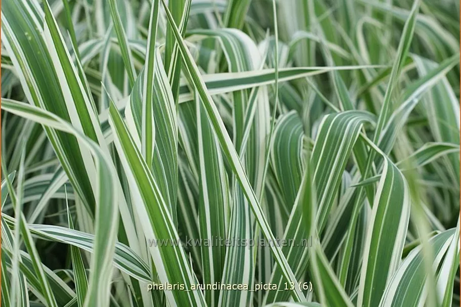 Phalaris arundinacea 'Picta'