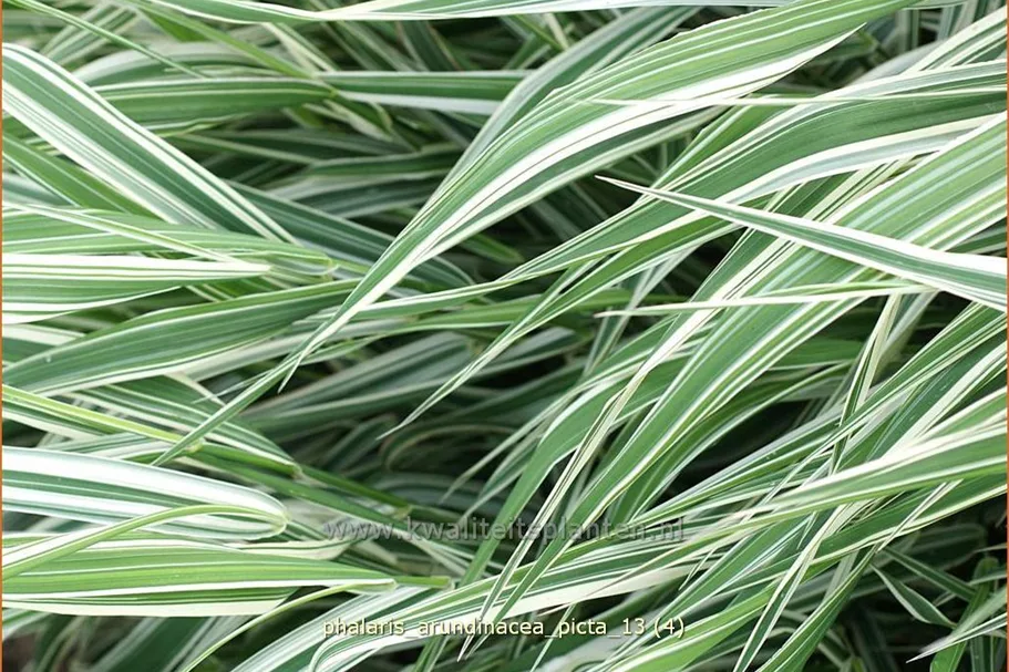 Phalaris arundinacea 'Picta'