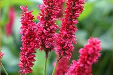 Persicaria amplexicaulis 'Fat Domino'