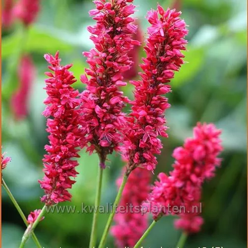Persicaria amplexicaulis 'Fat Domino'