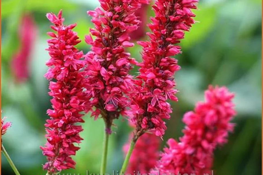 Persicaria amplexicaulis 'Fat Domino'