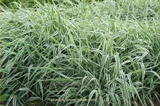 Phalaris arundinacea 'Picta'