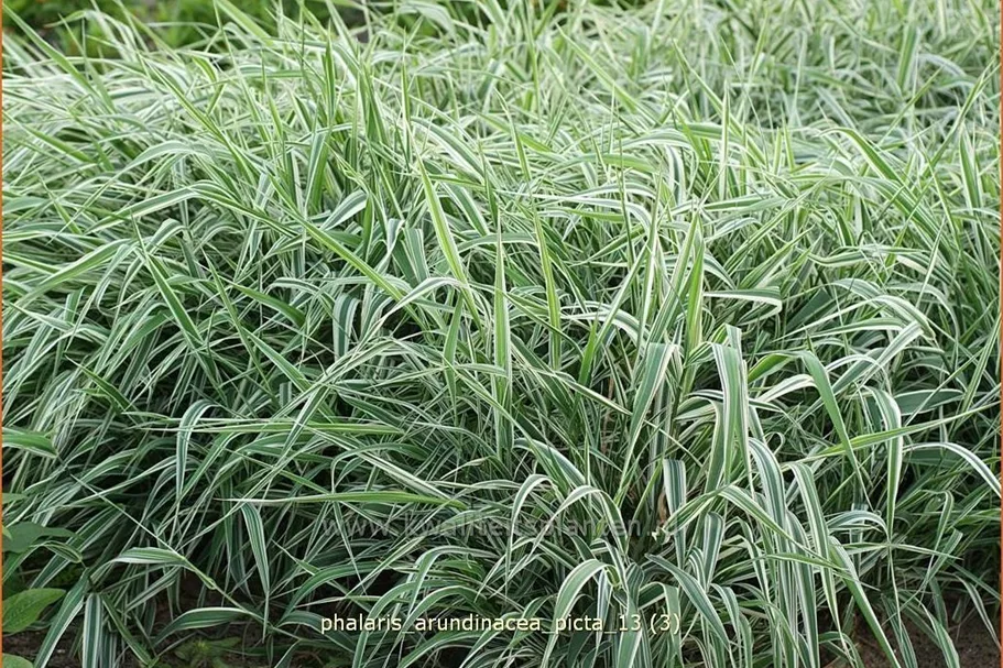 Phalaris arundinacea 'Picta'