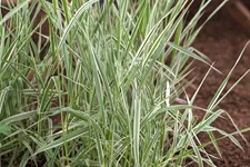Phalaris arundinacea 'Picta'