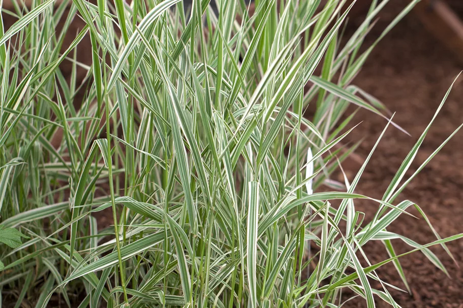 Phalaris arundinacea 'Picta'
