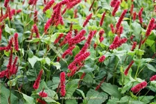 Persicaria amplexicaulis 'Fat Domino'