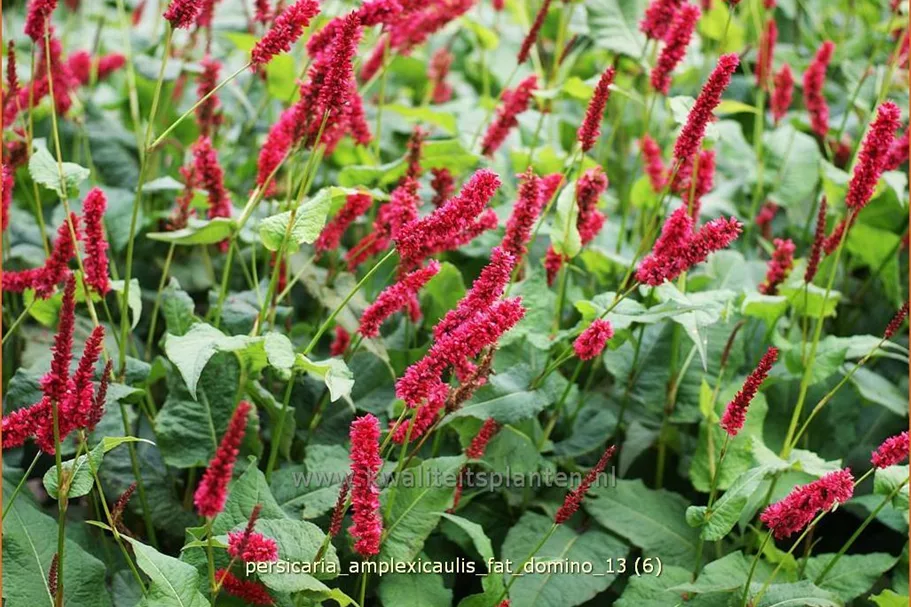 Persicaria amplexicaulis 'Fat Domino'