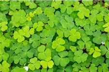 Oxalis acetosella