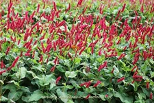 Persicaria amplexicaulis 'Fat Domino'