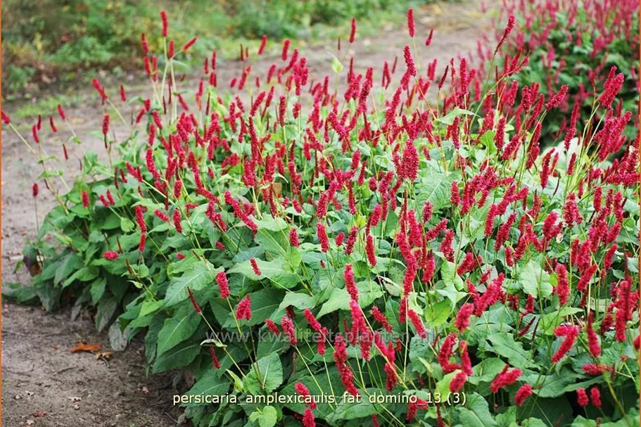 Persicaria amplexicaulis 'Fat Domino'
