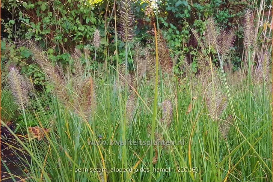 Pennisetum alopecuroides 'Hameln'