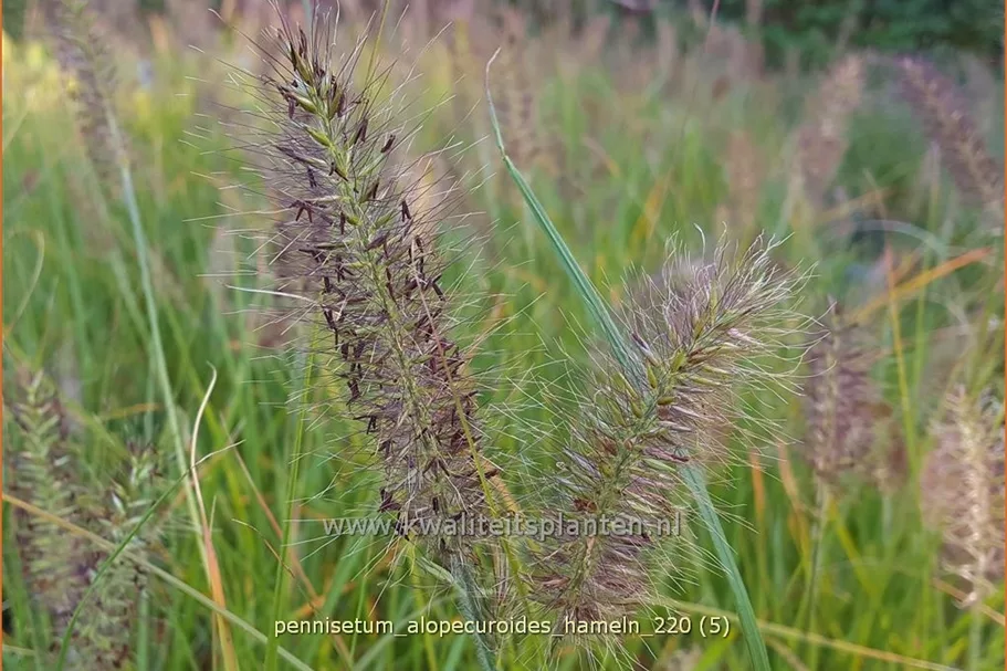 Pennisetum alopecuroides 'Hameln'