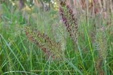 Pennisetum alopecuroides 'Hameln'