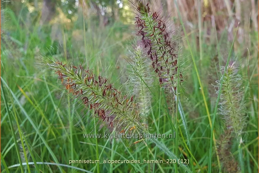 Pennisetum alopecuroides 'Hameln'
