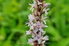 Persicaria amplexicaulis 'Fat White'
