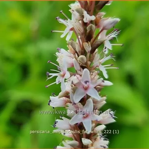 Persicaria amplexicaulis 'Fat White'