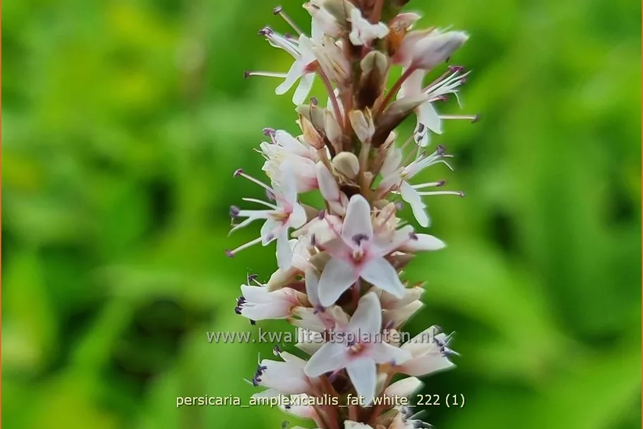 Persicaria amplexicaulis 'Fat White'
