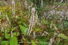 Persicaria amplexicaulis 'Fat White'