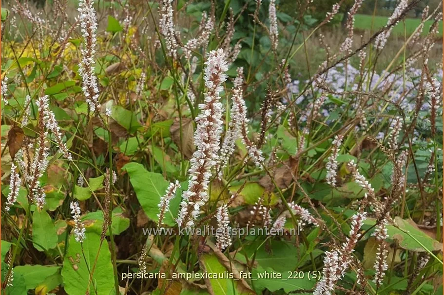 Persicaria amplexicaulis 'Fat White'