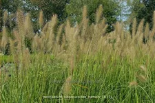 Pennisetum alopecuroides 'Hameln'