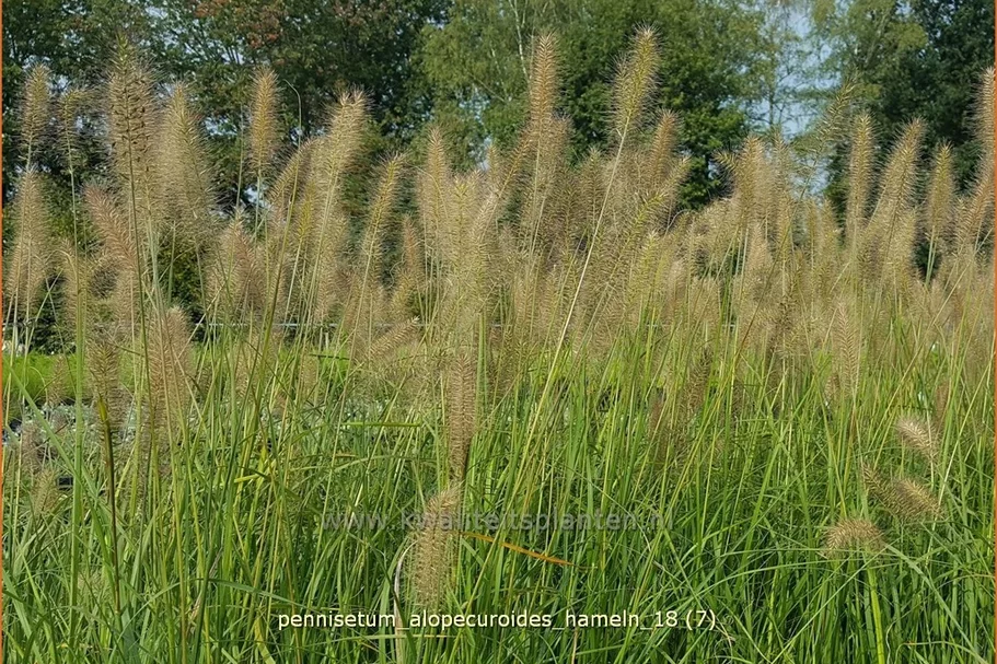 Pennisetum alopecuroides 'Hameln'
