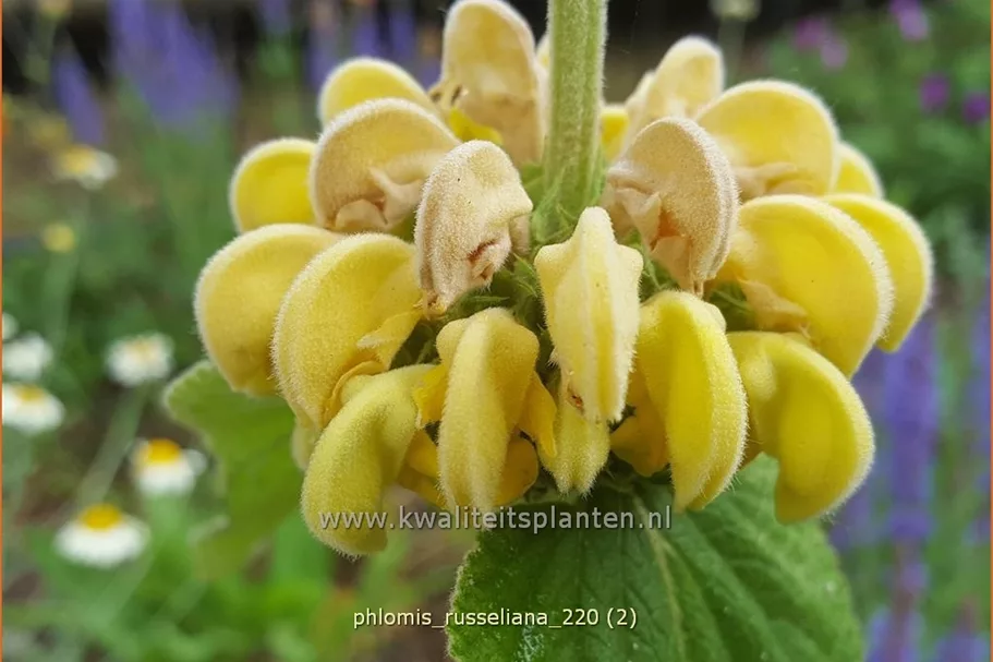Phlomis russeliana