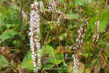 Persicaria amplexicaulis 'Fat White'
