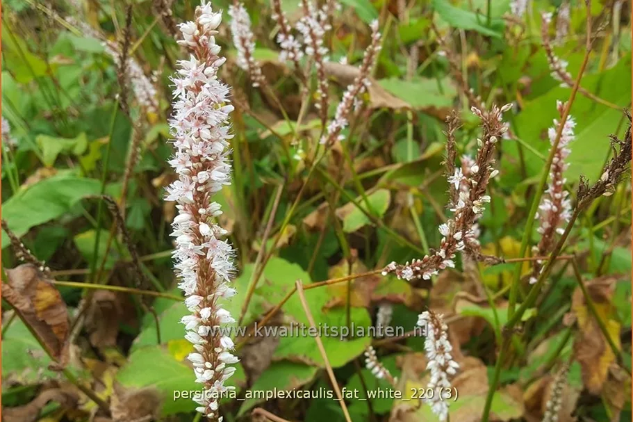 Persicaria amplexicaulis 'Fat White'