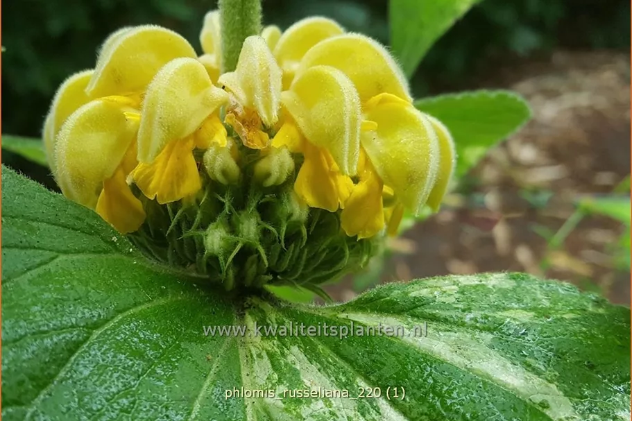 Phlomis russeliana