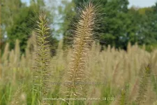 Pennisetum alopecuroides 'Hameln'
