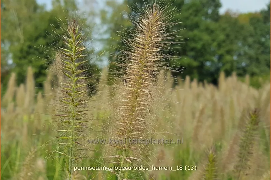 Pennisetum alopecuroides 'Hameln'