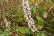 Persicaria amplexicaulis 'Fat White'