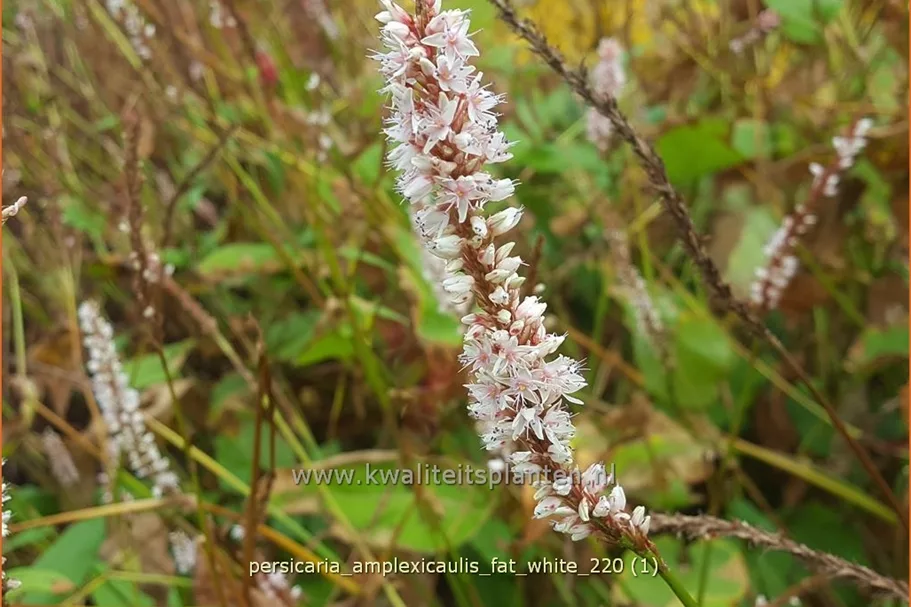 Persicaria amplexicaulis 'Fat White'