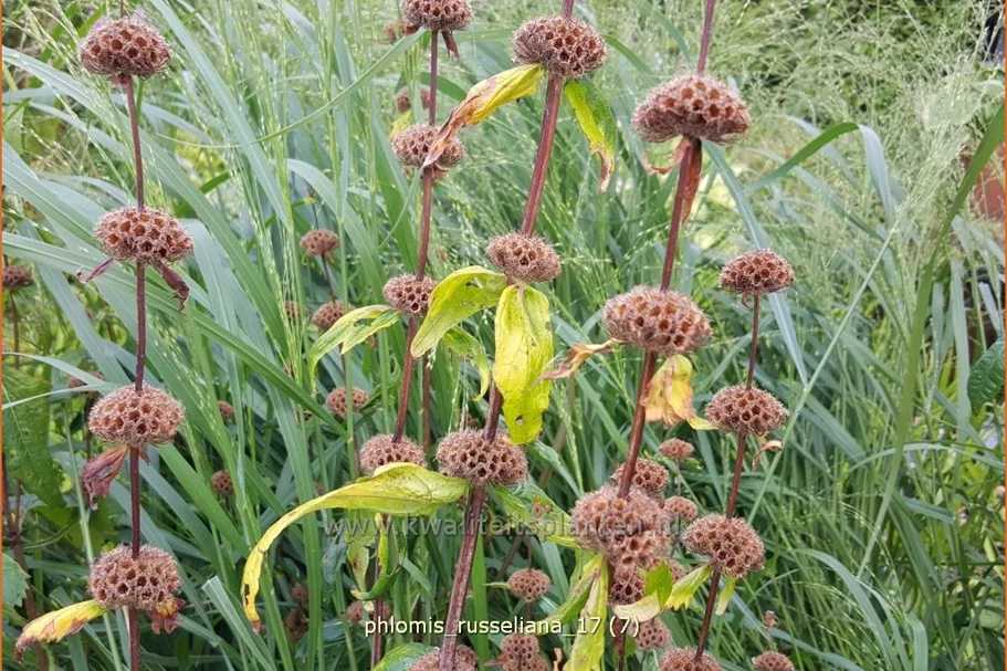 Phlomis russeliana