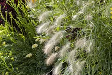 Pennisetum alopecuroides 'Hameln'
