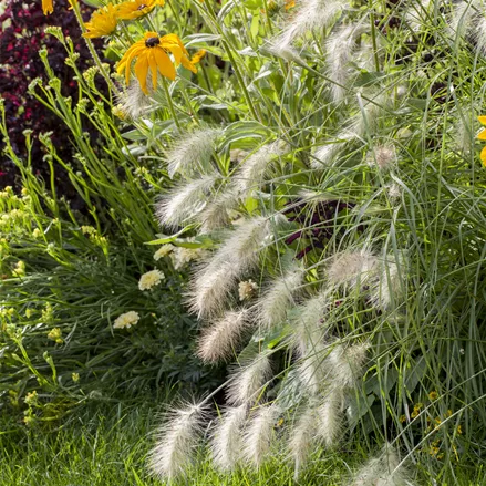 Pennisetum alopecuroides 'Hameln'