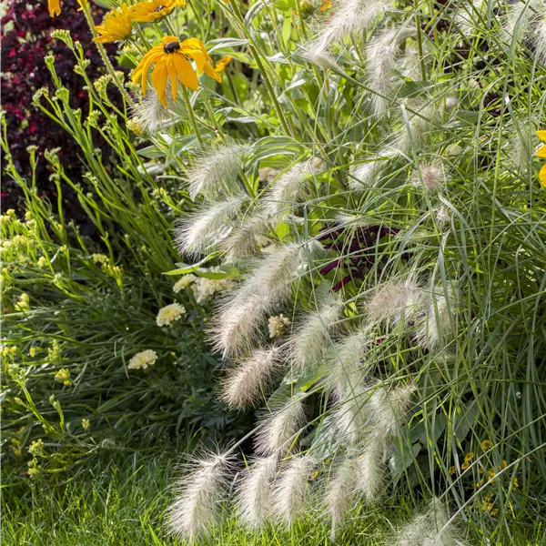 Pennisetum alopecuroides 'Hameln'