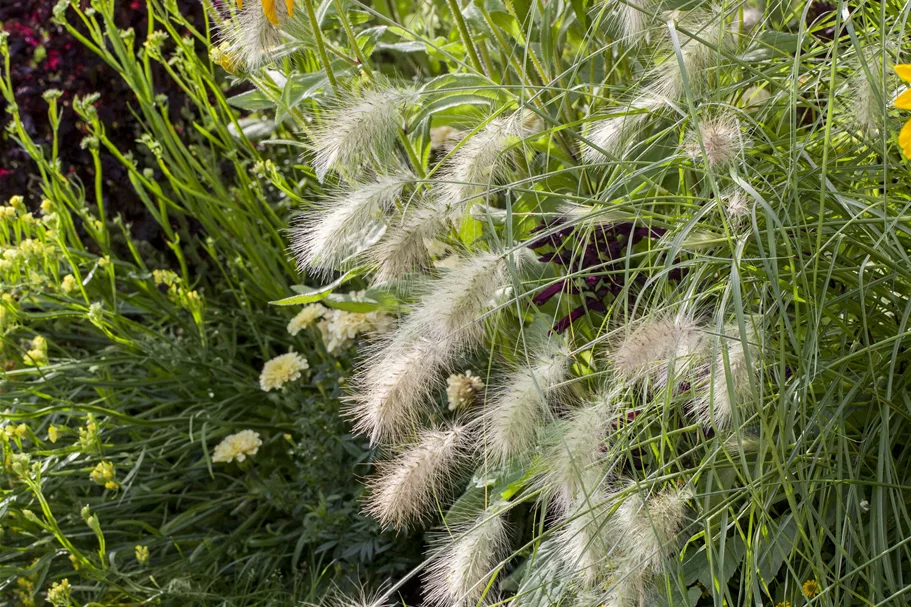 Pennisetum alopecuroides 'Hameln'