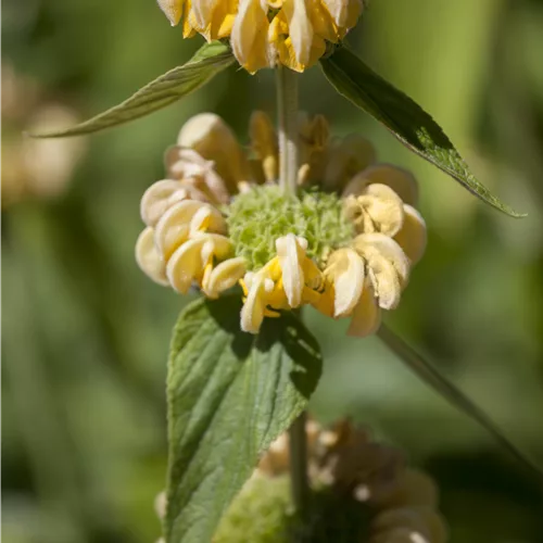 Phlomis russeliana