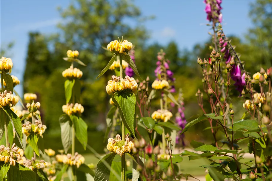 Phlomis russeliana